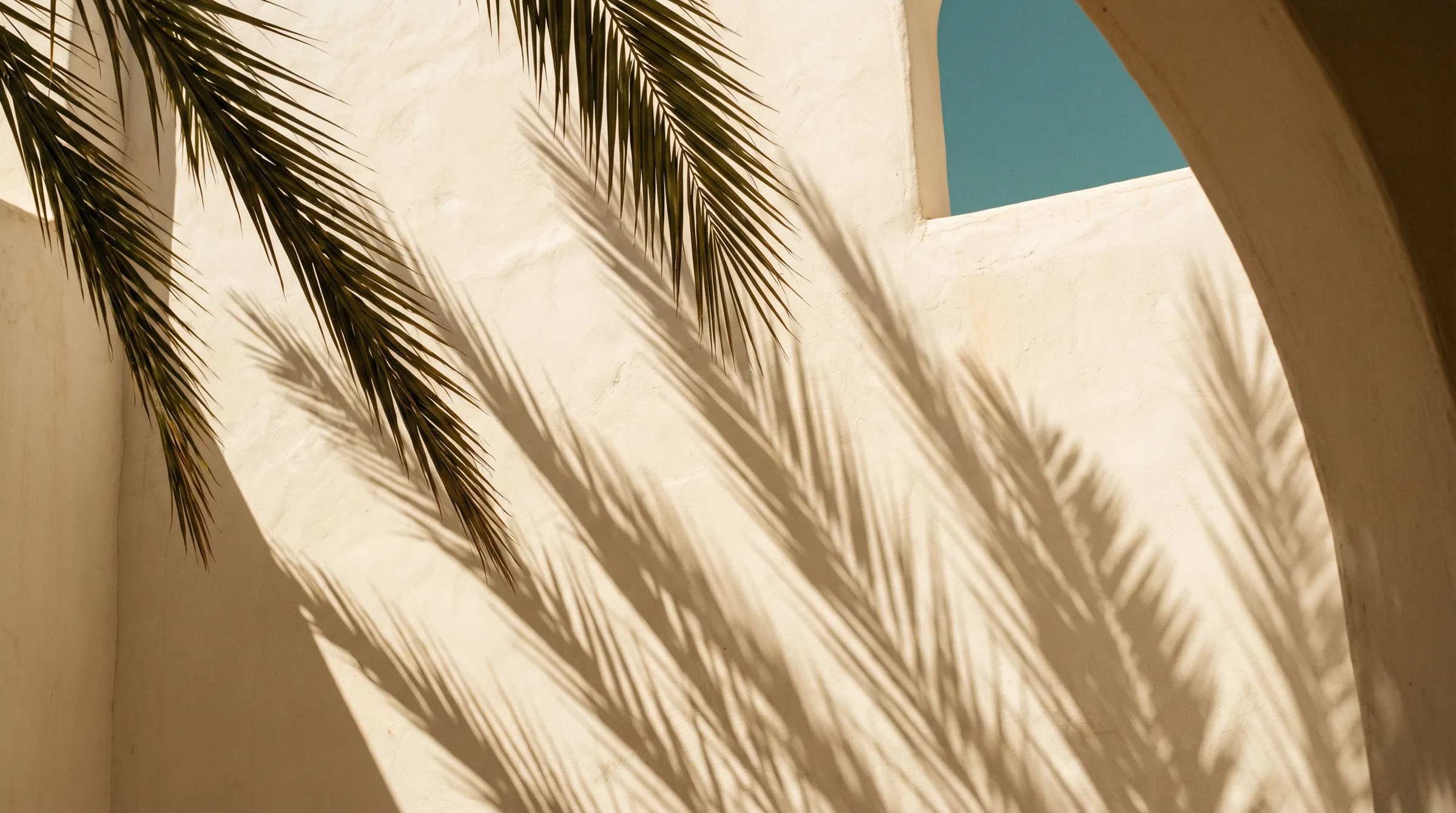 Palm fronds casting hard shadows on a warm white wall